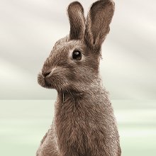 Rabbits
