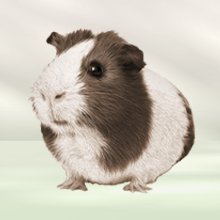 Guinea Pigs