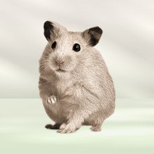 Hamsters
