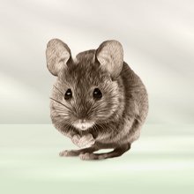 Mice